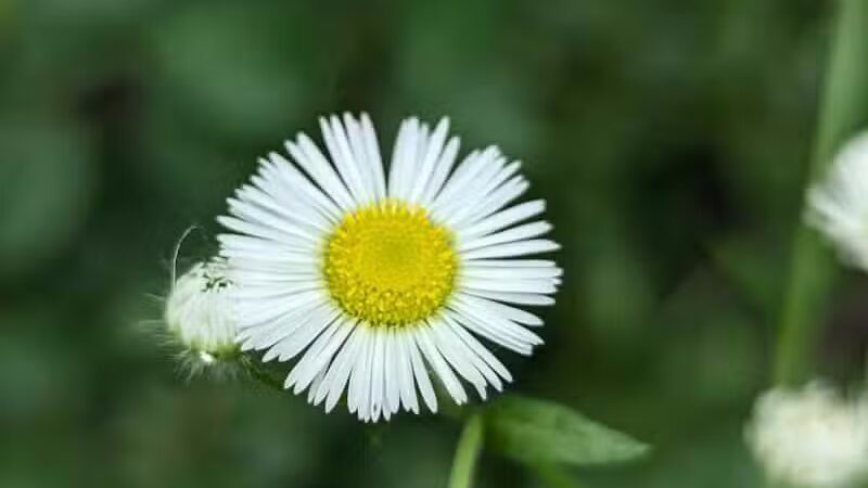 Lahser Woods Park - Southfield,