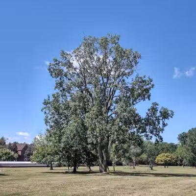 Lahser Woods Park - Southfield,