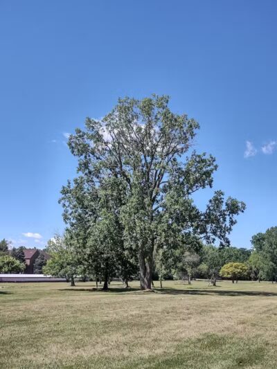 Lahser Woods Park - Southfield,