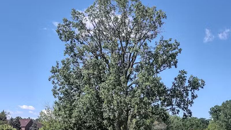 Lahser Woods Park - Southfield,