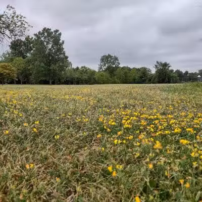 Lahser Woods Park - Southfield,