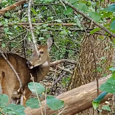 Lincoln Woods Nature Preserve - Southfield,