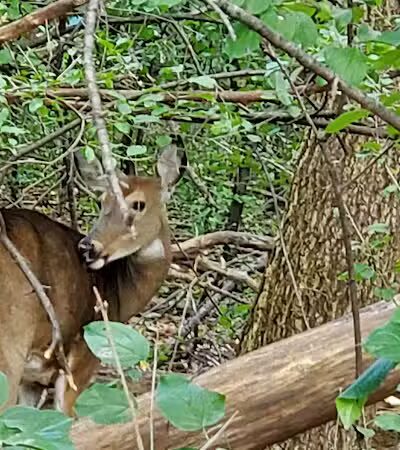 Lincoln Woods Nature Preserve - Southfield,
