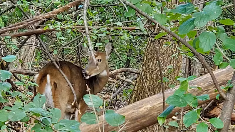 Lincoln Woods Nature Preserve - Southfield,
