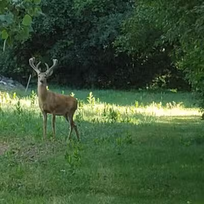 Lincoln Woods Nature Preserve - Southfield,