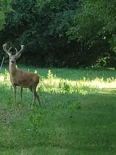 Lincoln Woods Nature Preserve - Southfield,