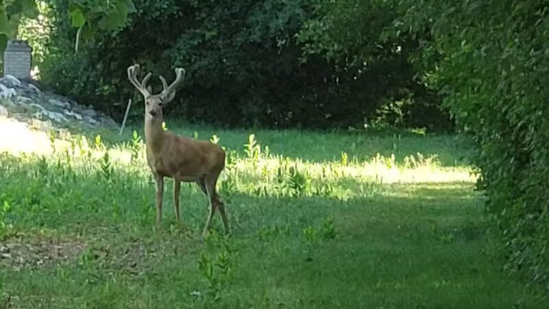 Lincoln Woods Nature Preserve - Southfield,