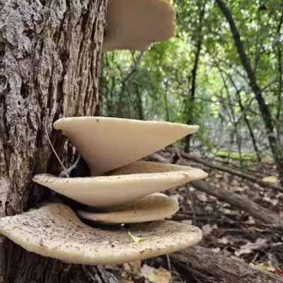 Lincoln Woods Nature Preserve - Southfield,