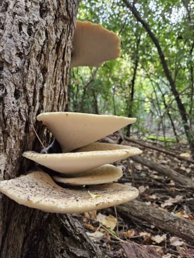 Lincoln Woods Nature Preserve - Southfield,