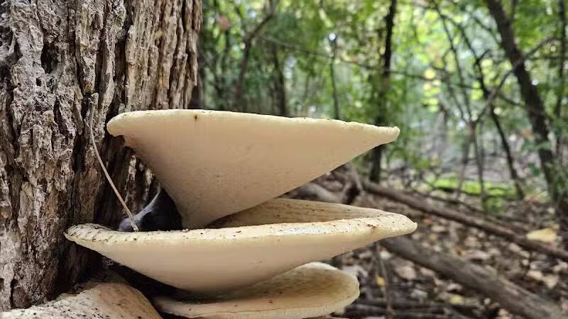 Lincoln Woods Nature Preserve - Southfield,