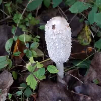 Lincoln Woods Nature Preserve - Southfield,