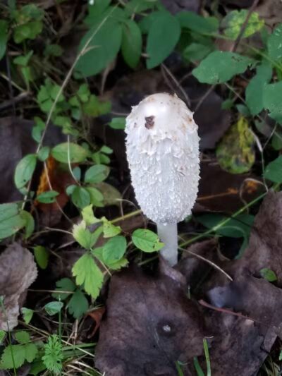 Lincoln Woods Nature Preserve - Southfield,