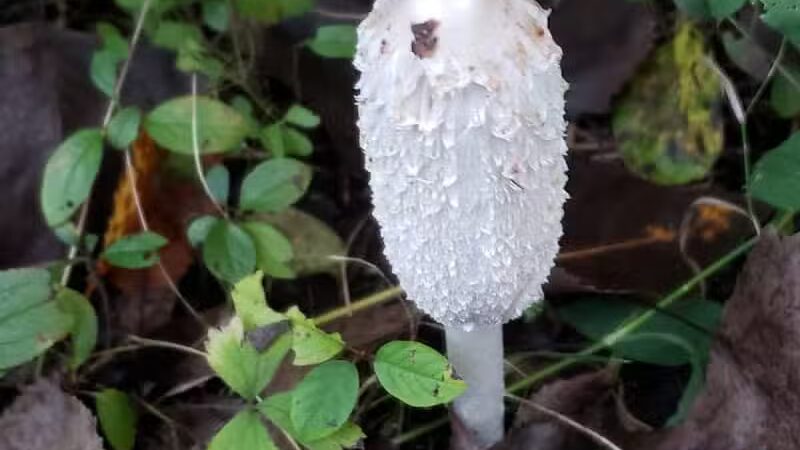 Lincoln Woods Nature Preserve - Southfield,