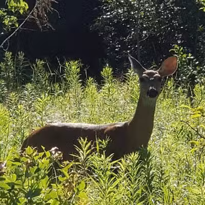 Lincoln Woods Nature Preserve - Southfield,
