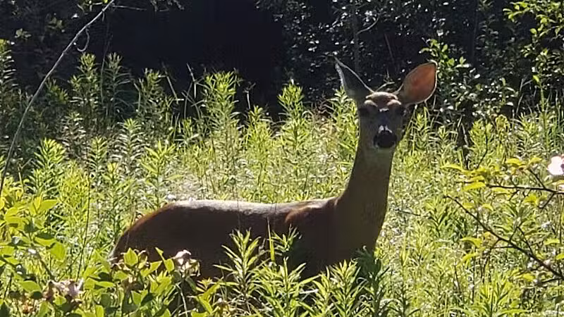 Lincoln Woods Nature Preserve - Southfield,