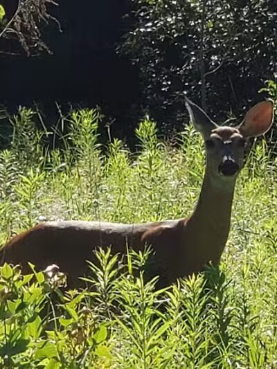 Lincoln Woods Nature Preserve - Southfield,