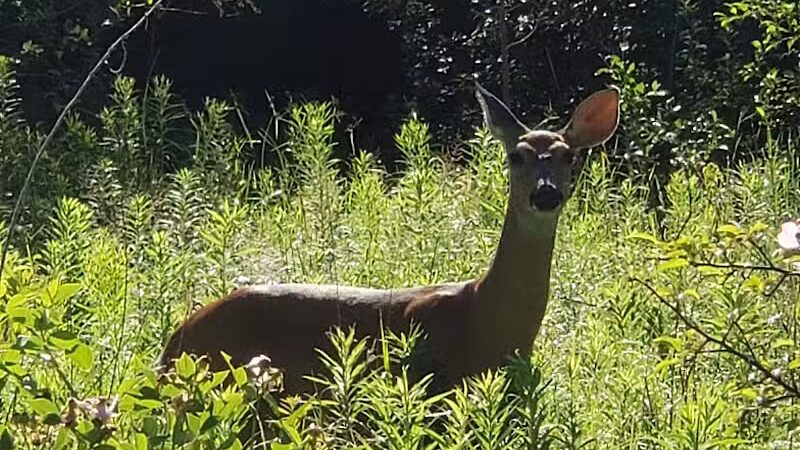 Lincoln Woods Nature Preserve - Southfield,