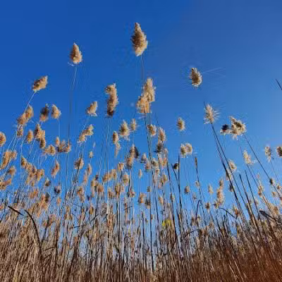 Lincoln Woods Nature Preserve - Southfield,