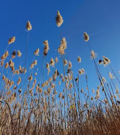 Lincoln Woods Nature Preserve - Southfield,