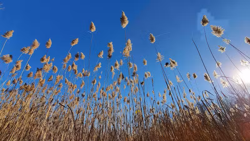 Lincoln Woods Nature Preserve - Southfield,