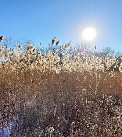 Lincoln Woods Nature Preserve - Southfield,