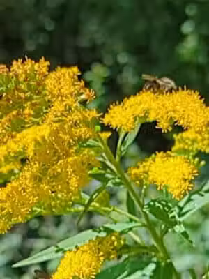 Lahser Woods Park - Southfield,