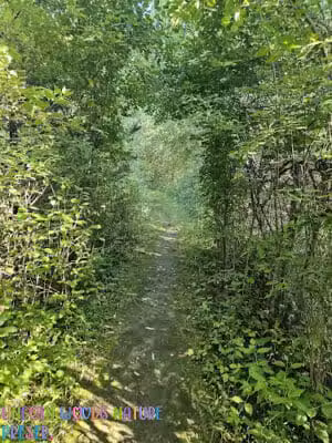 Lincoln Woods Nature Preserve - Southfield,