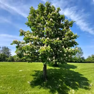 Pebble Creek Park - Southfield,
