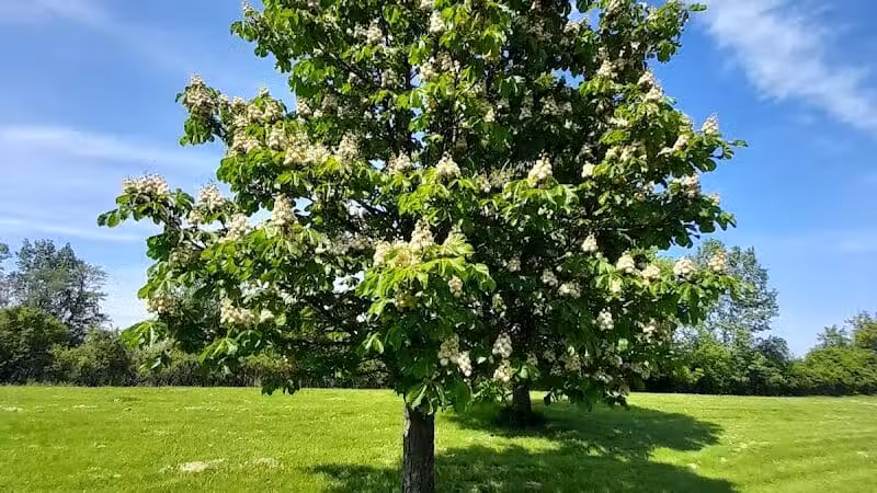 Pebble Creek Park - Southfield,