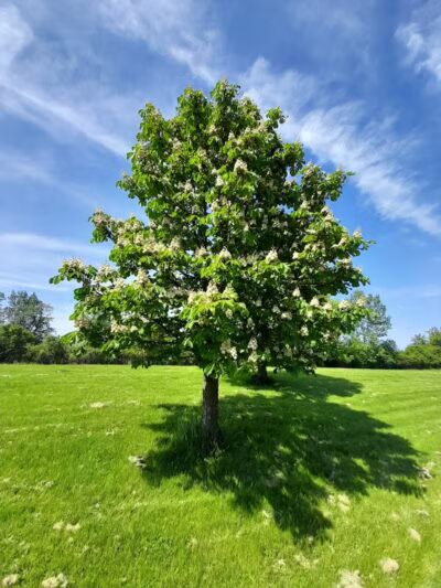 Pebble Creek Park - Southfield,
