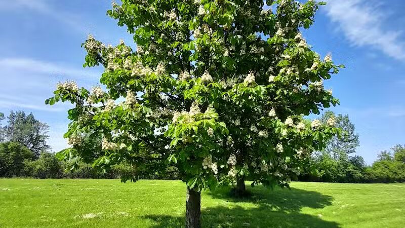 Pebble Creek Park - Southfield,
