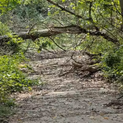 Valley Woods Nature Preserve - Southfield,