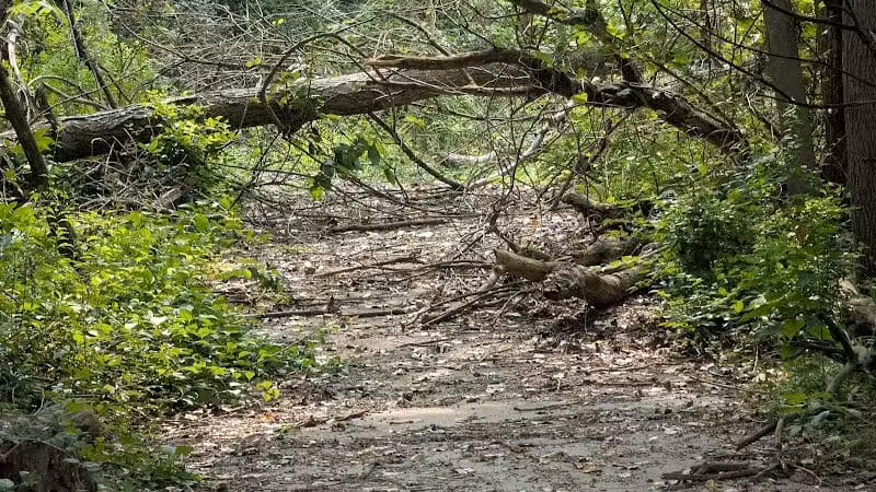 Valley Woods Nature Preserve - Southfield,