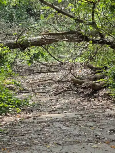 Valley Woods Nature Preserve - Southfield,