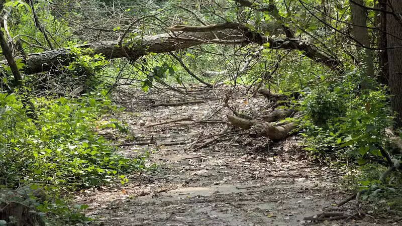 Valley Woods Nature Preserve - Southfield,