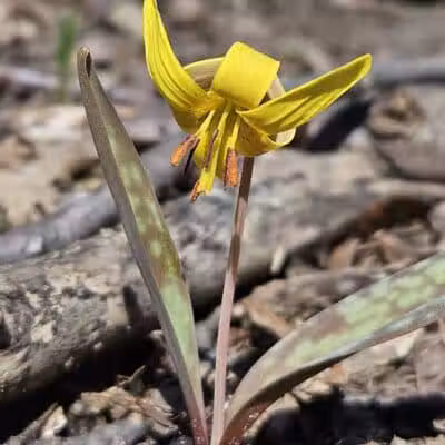 Valley Woods Nature Preserve - Southfield,