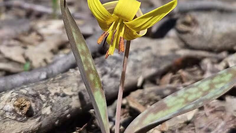 Valley Woods Nature Preserve - Southfield,
