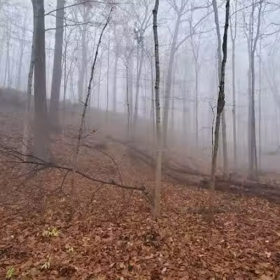 Valley Woods Nature Preserve - Southfield,