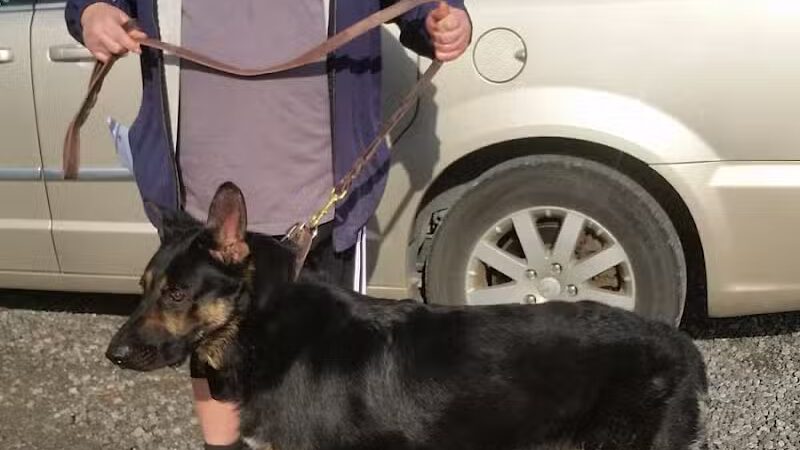 Lion's Park - Southgate,