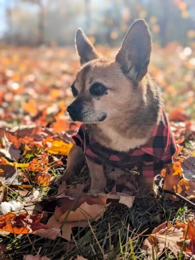 Lion's Park - Southgate,