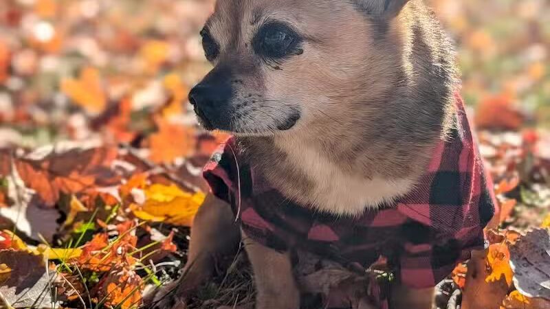 Lion's Park - Southgate,