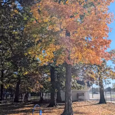 Lion's Park - Southgate,