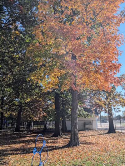 Lion's Park - Southgate,