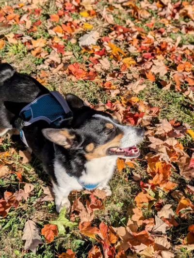 Lion's Park - Southgate,