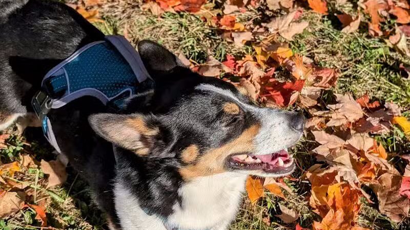 Lion's Park - Southgate,