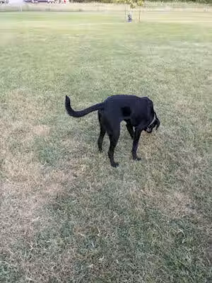 Sparta Buth Field Dog Park - Sparta, MI