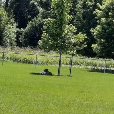Sparta Buth Field Dog Park - Sparta, MI