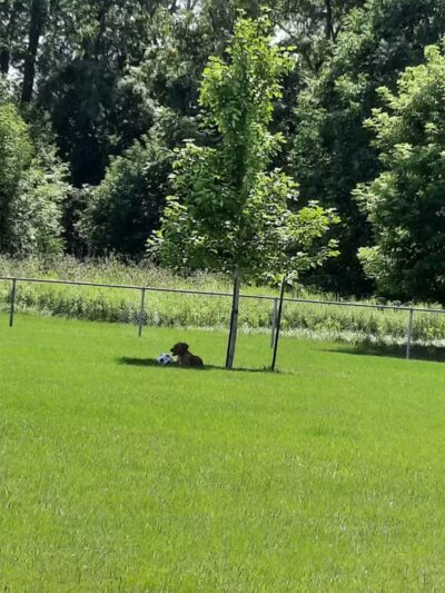 Sparta Buth Field Dog Park - Sparta, MI