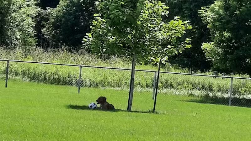 Sparta Buth Field Dog Park - Sparta, MI