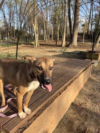Rail Trail Dog Park - Spartanburg, SC